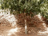 Muralla renacentista de Alcúdia