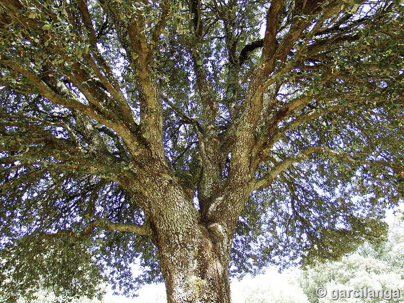 Encina sagrada de San Bernabé