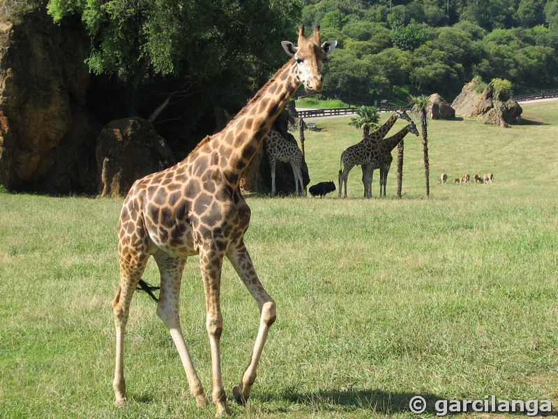 Parque Natural de Cabárceno