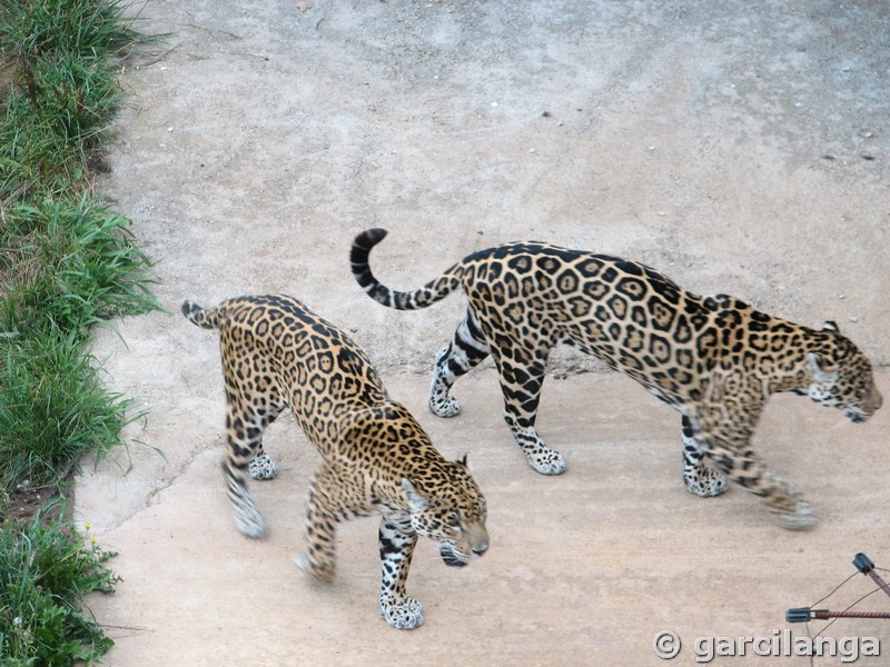 Parque Natural de Cabárceno