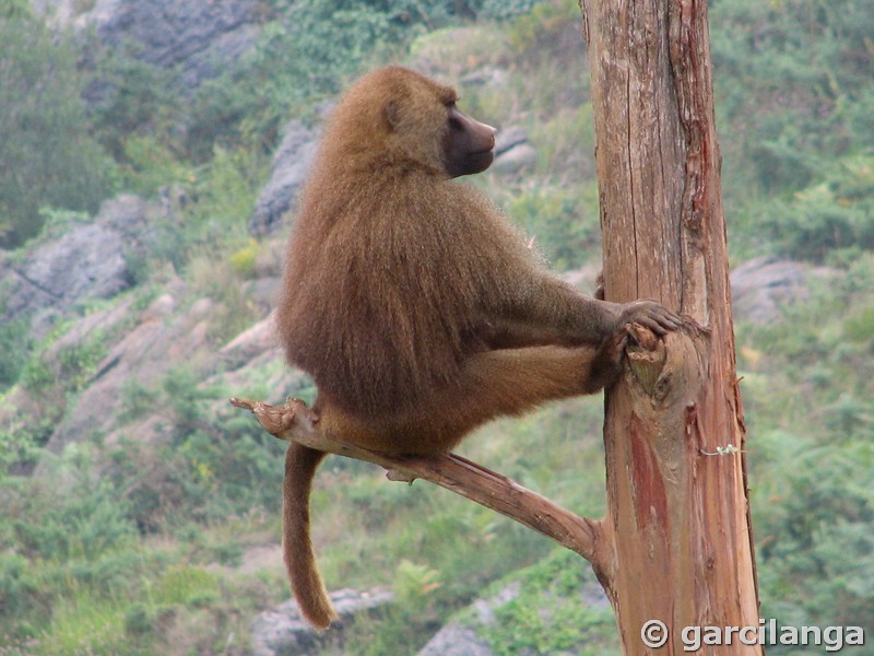 Parque Natural de Cabárceno