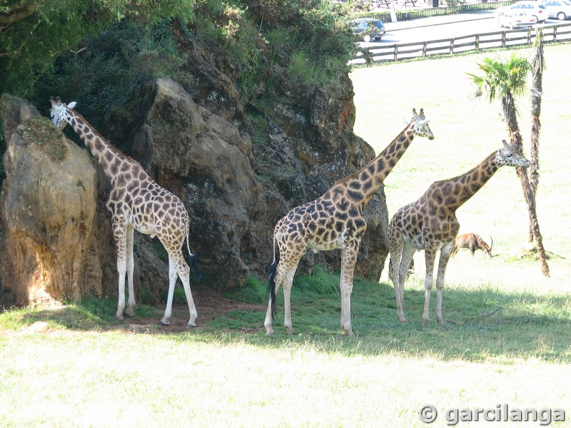 Parque Natural de Cabárceno