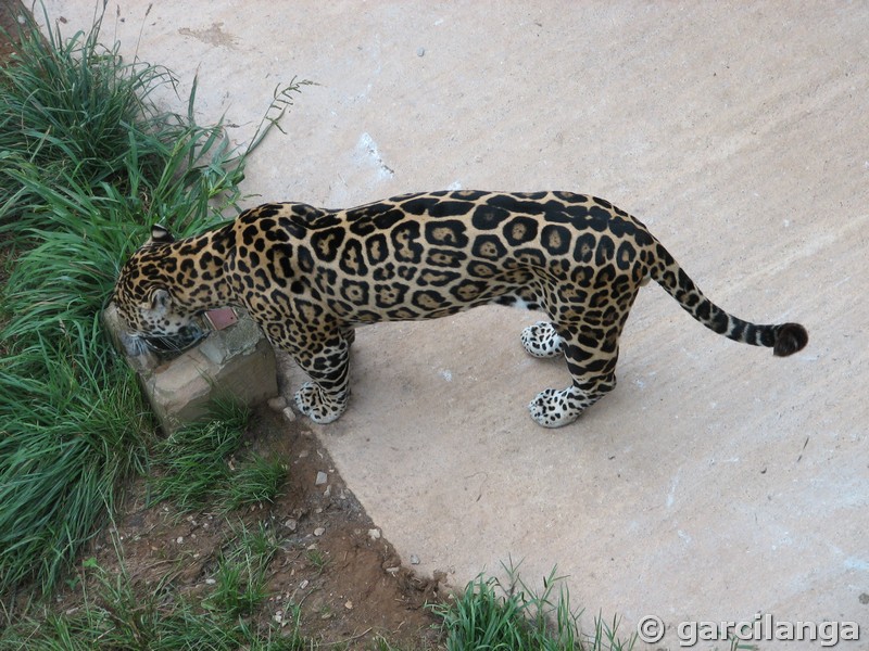 Parque Natural de Cabárceno