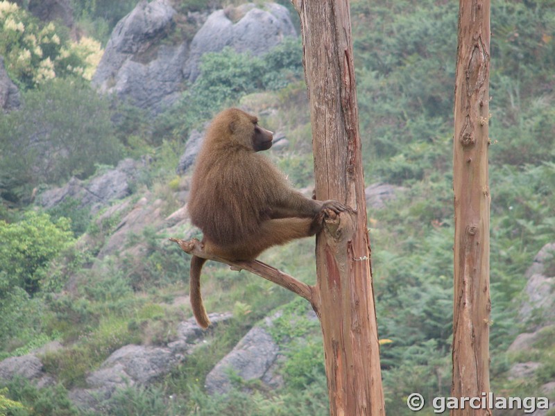 Parque Natural de Cabárceno