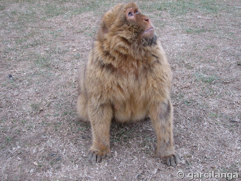 Parque Natural de Cabárceno