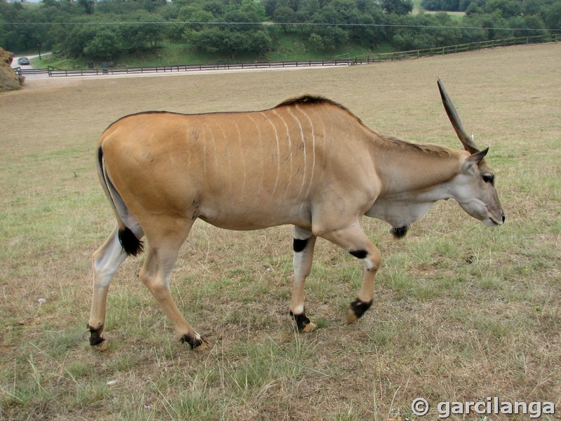 Parque Natural de Cabárceno