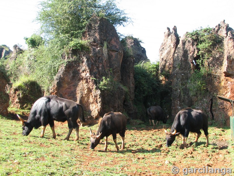 Parque Natural de Cabárceno