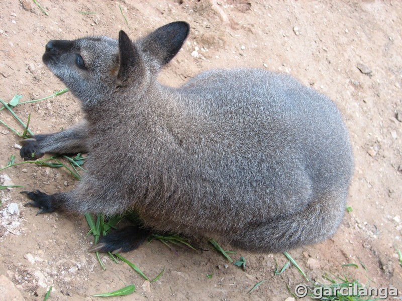 Parque Natural de Cabárceno