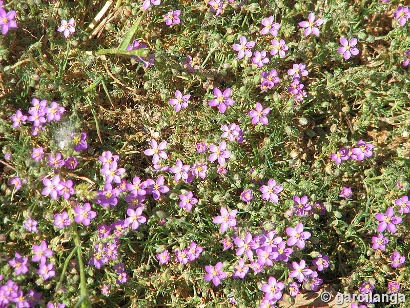 Montes de Boadilla