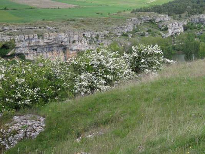 Castro de Monte Cilda